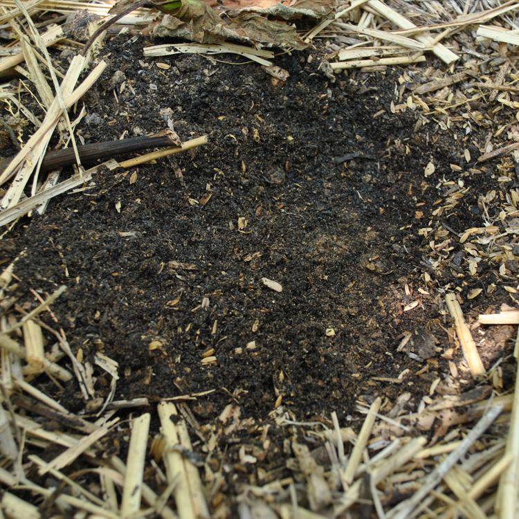 土壌を元気にするため、活性炭を畑に撒くなど土づくりを大切にしている