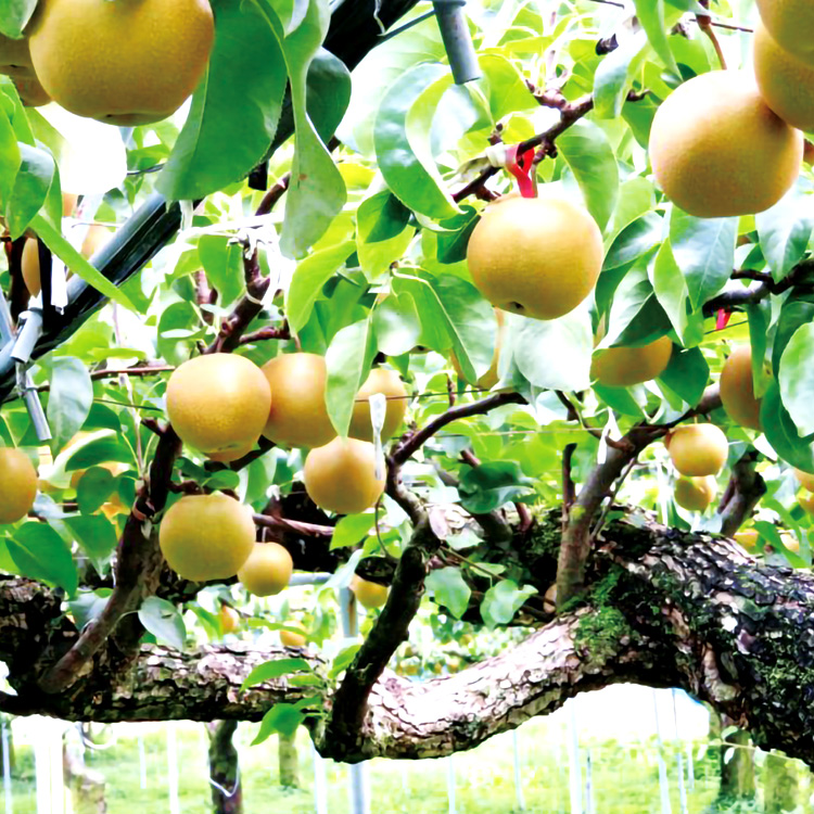 低農薬・無化学肥料栽培で、大切に育てられた自家製の梨を使用