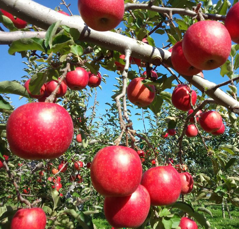 成田農園では、りんごを収穫後に熟成させるのではなく、樹上でゆっくりと熟するのを待って一個ずつ手もぎで収穫しています。お届けするジュースもジャムも、樹上完熟させたりんごを使用しております。
