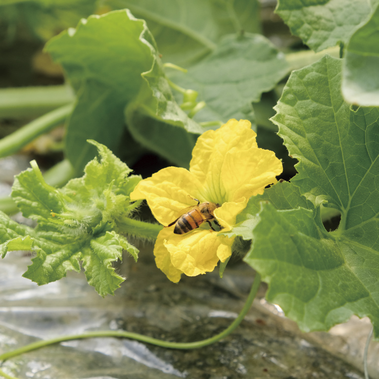 受粉にはミツバチを使った自然交配を行う